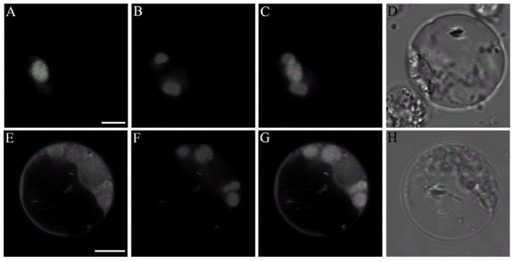 Sweet wormwood AaGTD1 gene as well as coded protein and application thereof