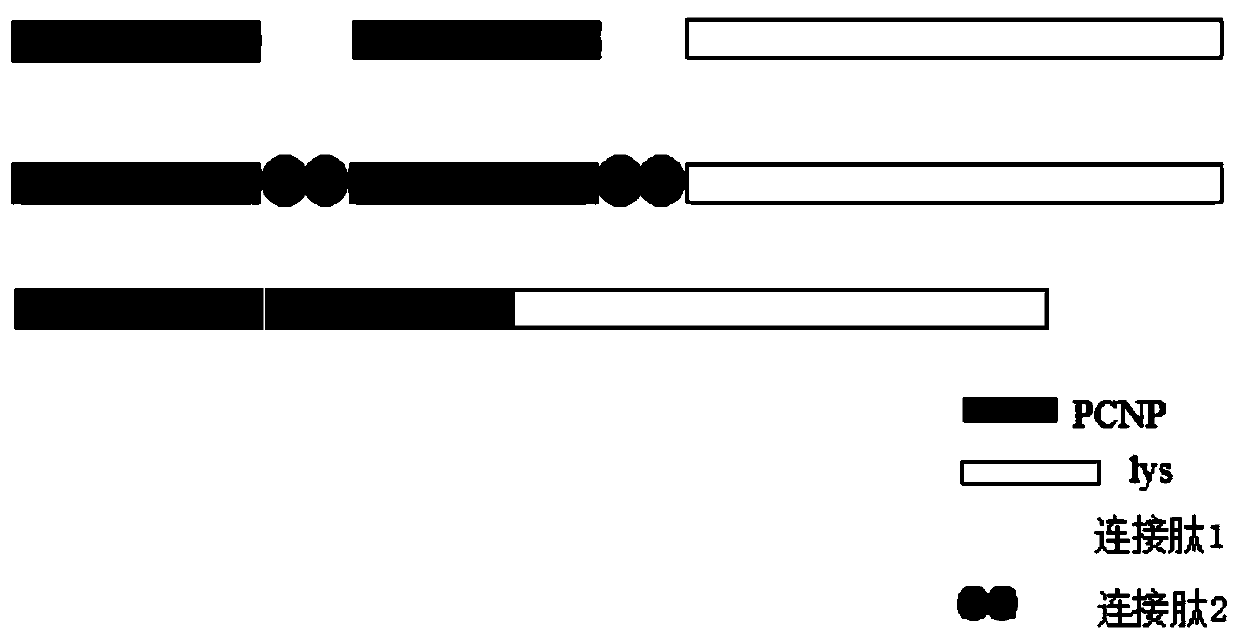 Vibrio parahaemolyticus bacteriophage lyase after gene engineering transformation and preparation method and application of vibrio parahaemolyticus bacteriophage lyase