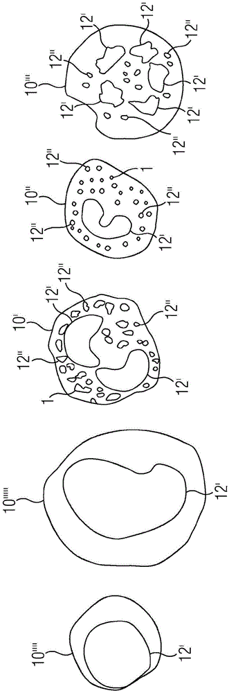 In vitro method for the label-free determination of a cell type of a cell