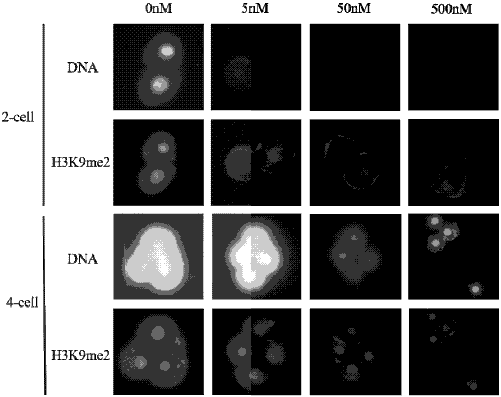 Cloned embryo treatment liquid, use method and uses thereof