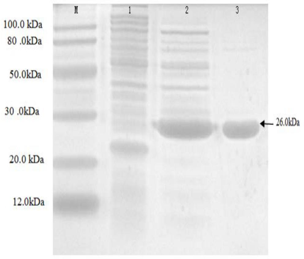 A kind of oval pompano β-thymosin and its application