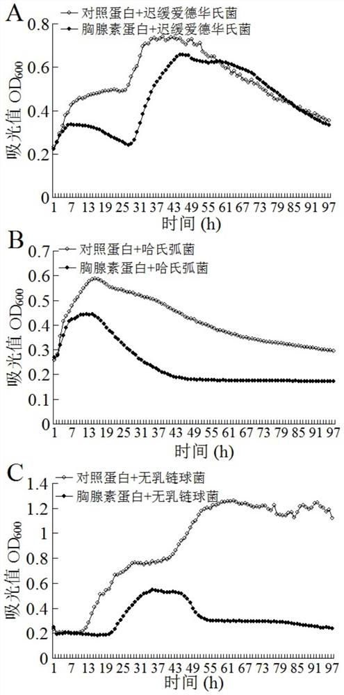 A kind of oval pompano β-thymosin and its application