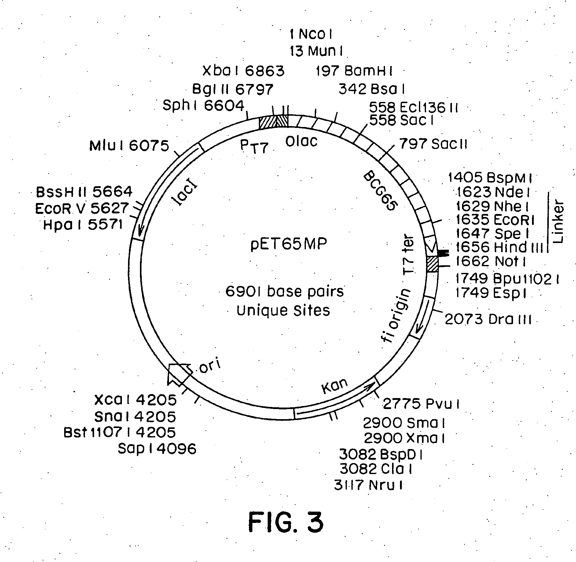 Immune responses using compositions containing stress proteins