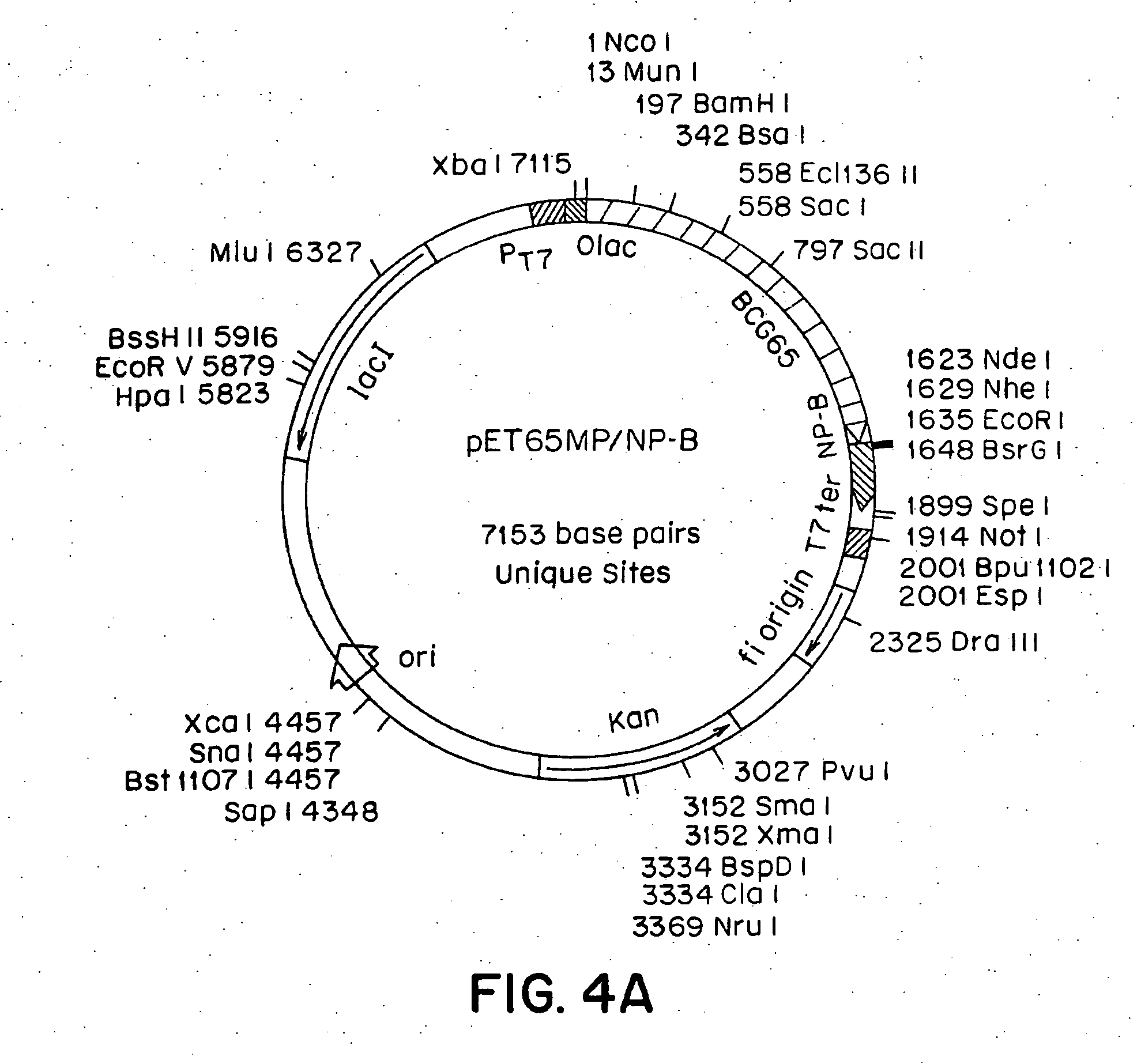 Immune responses using compositions containing stress proteins