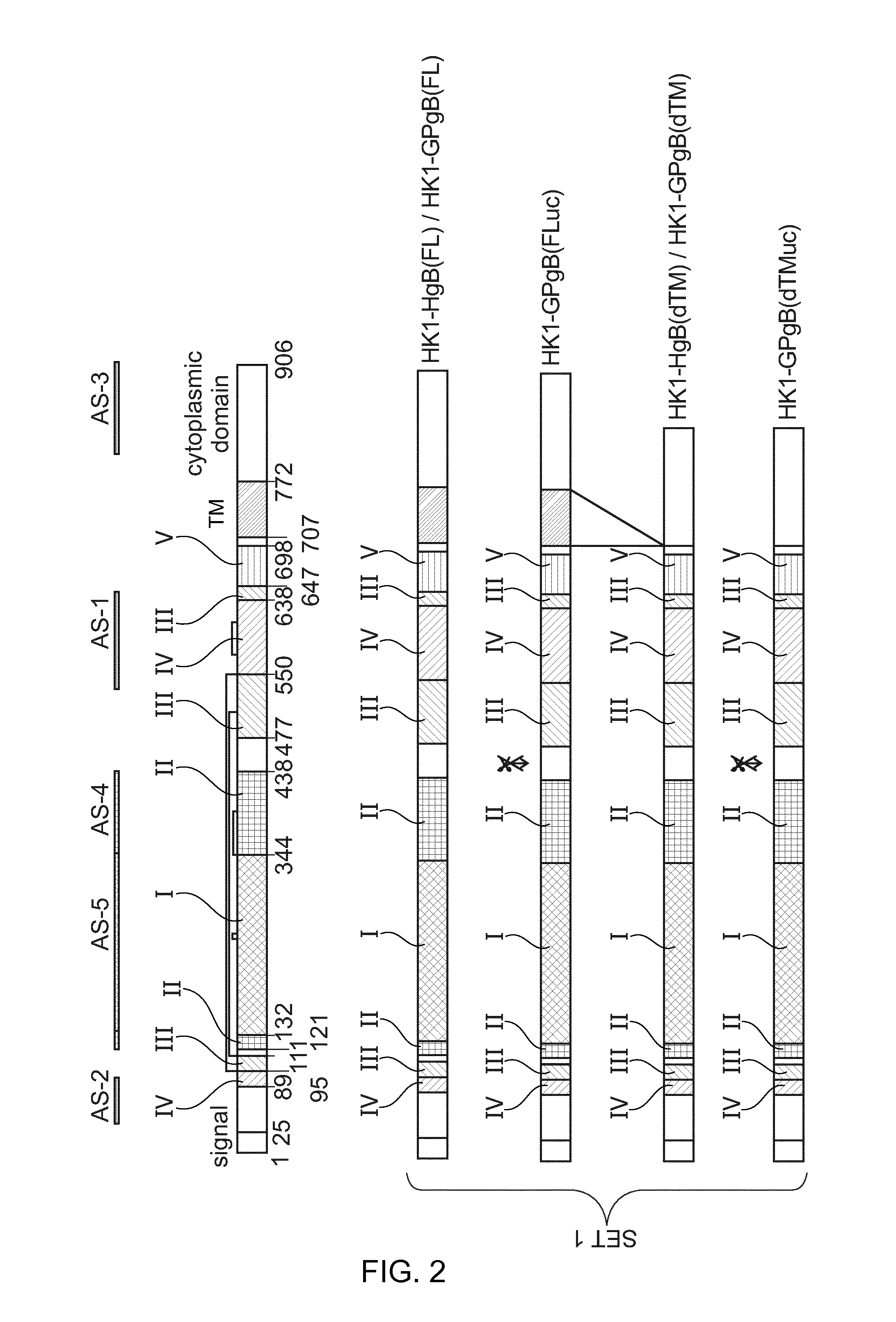 Cmv vaccines