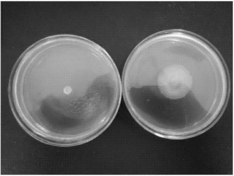 Application of tenuazonic acid in preparation of microbial source fungicide