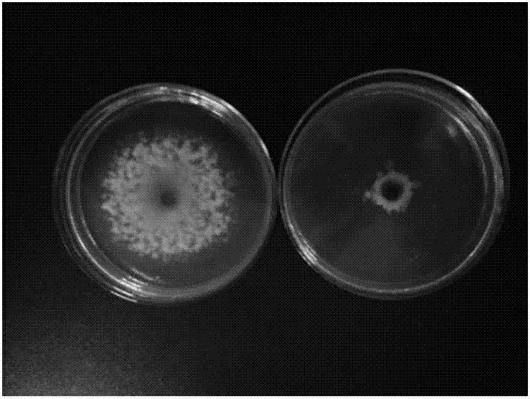 Application of tenuazonic acid in preparation of microbial source fungicide