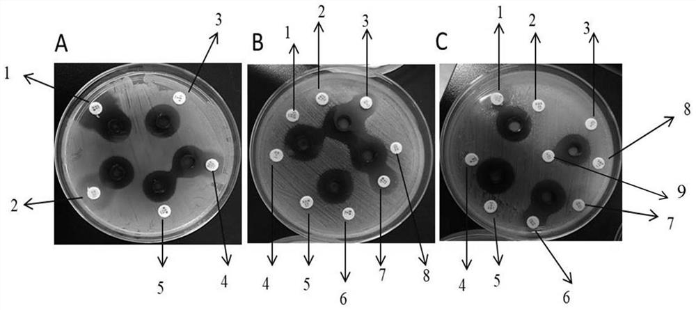 Antibacterial traditional Chinese medicine composition and application thereof