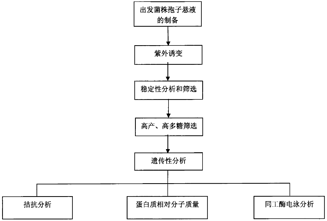 Grifola frondosa strain produced through rice bran and wheat bran complete feed liquid fermentation