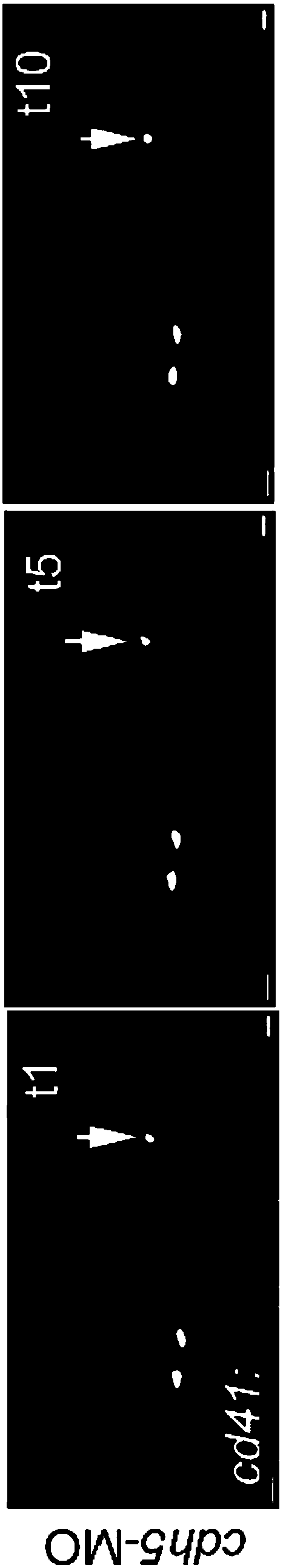 Methods for generating functional hematopoietic stem cells