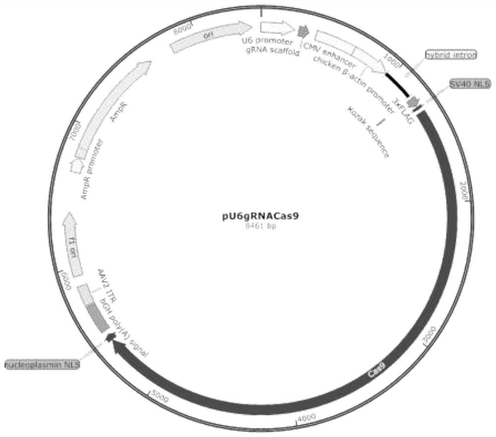 Method for constructing high-quality porcine nuclear transplantation donor cells with high lean meat percentage, fast growth and resistance to porcine reproductive and respiratory syndrome and series diarrhea diseases and application of high-quality porcine nuclear transplantation donor cells