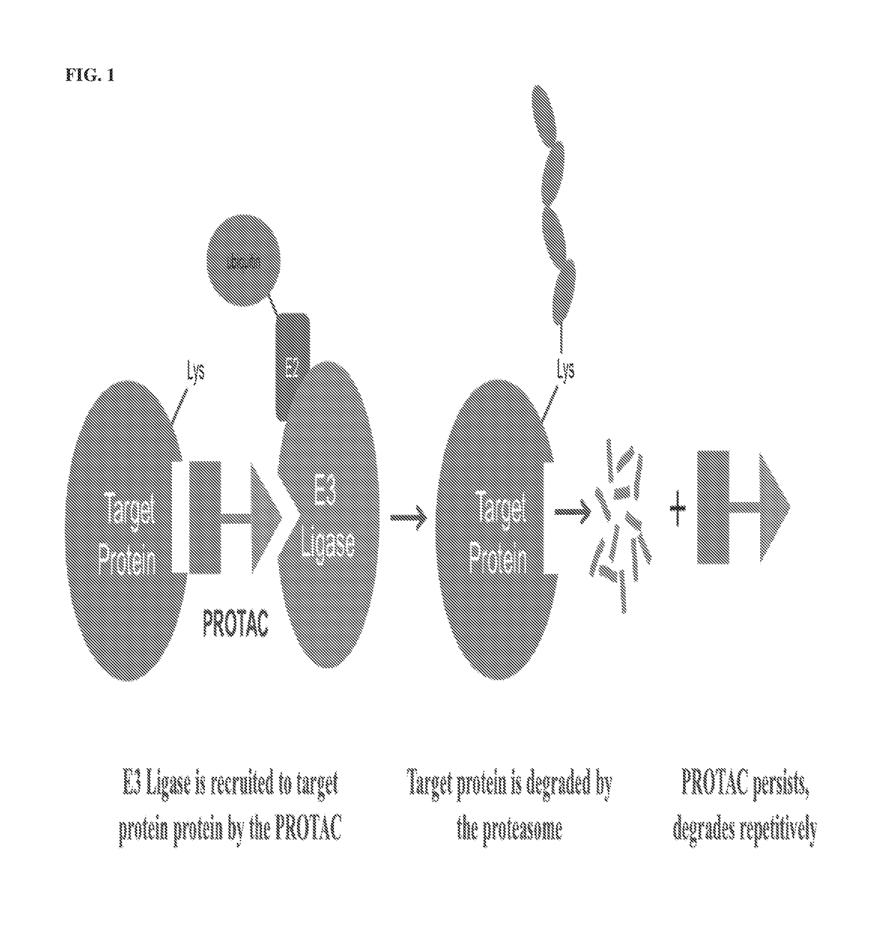 TANK-BINDING KINASE-1 PROTACs AND ASSOCIATED METHODS OF USE