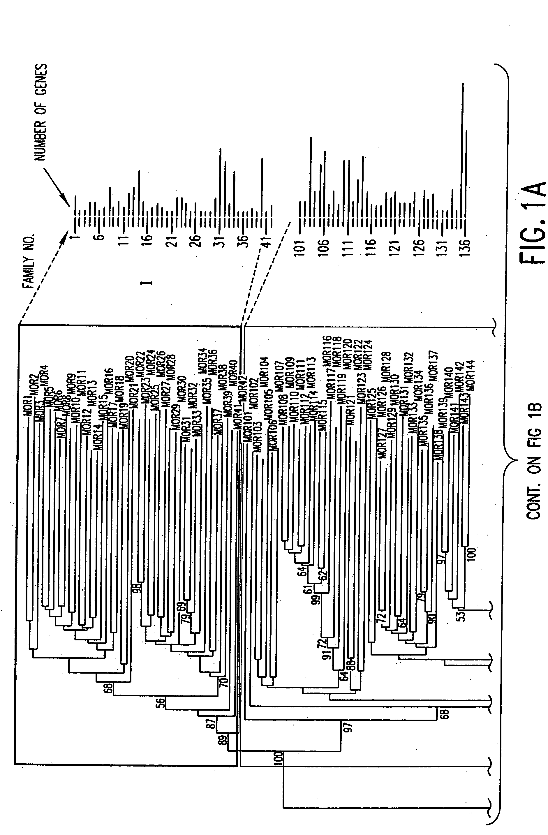 Mouse olfactory receptor gene superfamily