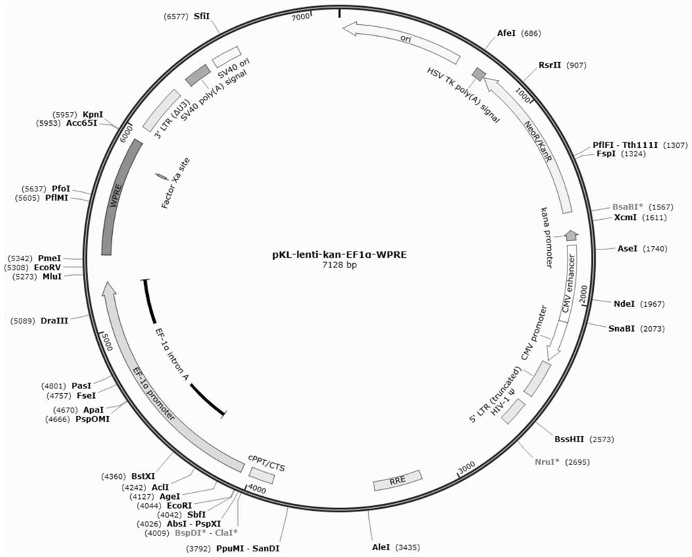 Nucleic acid construct for gene therapy of glycometabolism-related diseases