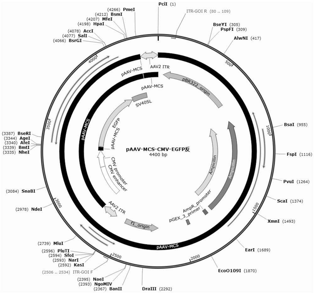 Nucleic acid construct for gene therapy of glycometabolism-related diseases