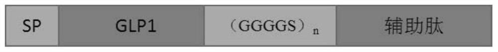 Nucleic acid construct for gene therapy of glycometabolism-related diseases