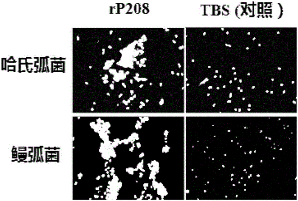 Deep sea shrimp C-type lectin and application thereof