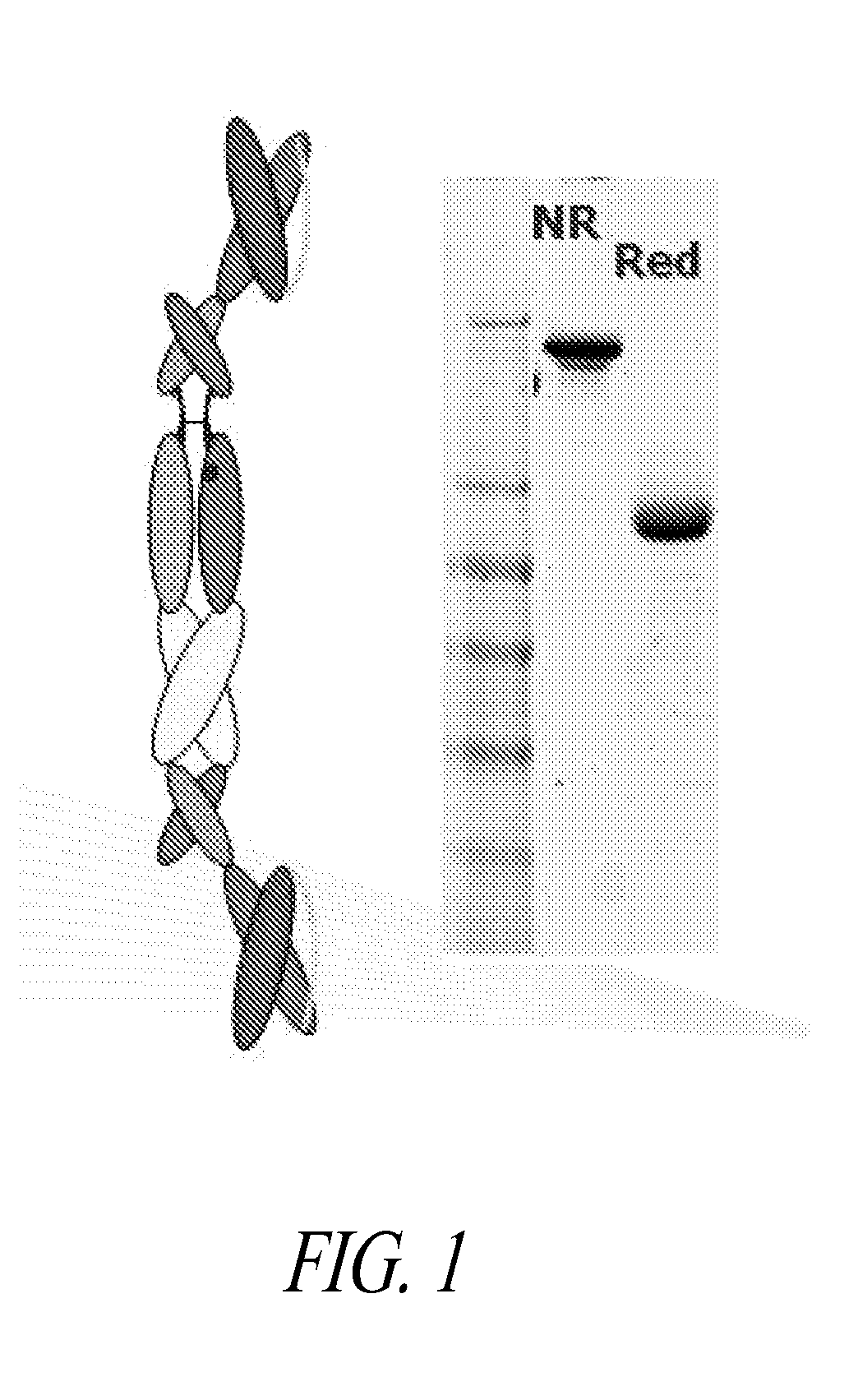 Heterodimer Binding Proteins and Uses Thereof