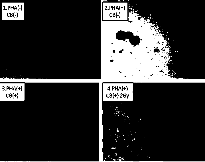 Method for detecting lymphopoiesis by utilizing medicament cytochalasin B