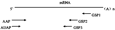 Humanized anti-IgE monoclonal antibody