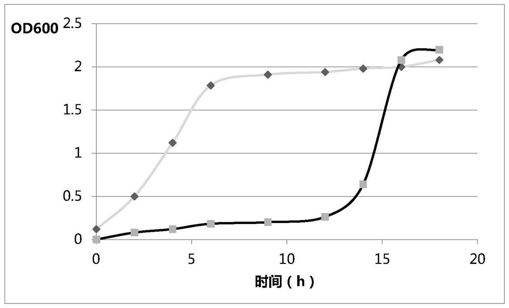 Bifidobacterium longum mutant strain H8