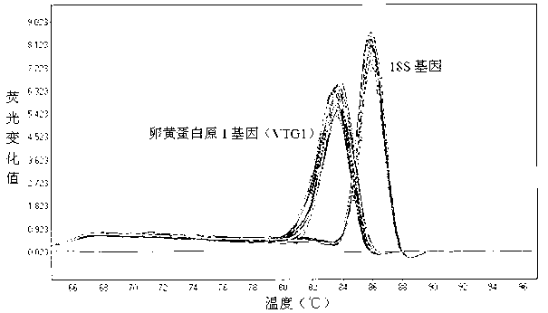 Water estrogen pollution detection method based on oryzias melastigma vitellogenin