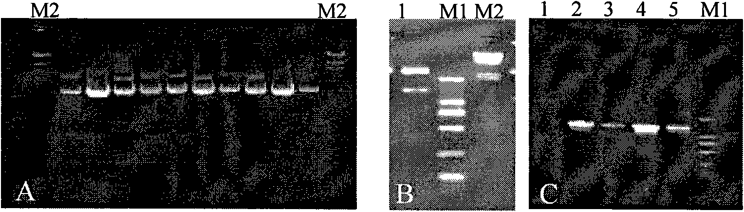 Construction of lactobacillus acidophilus S-layer protein surface display system