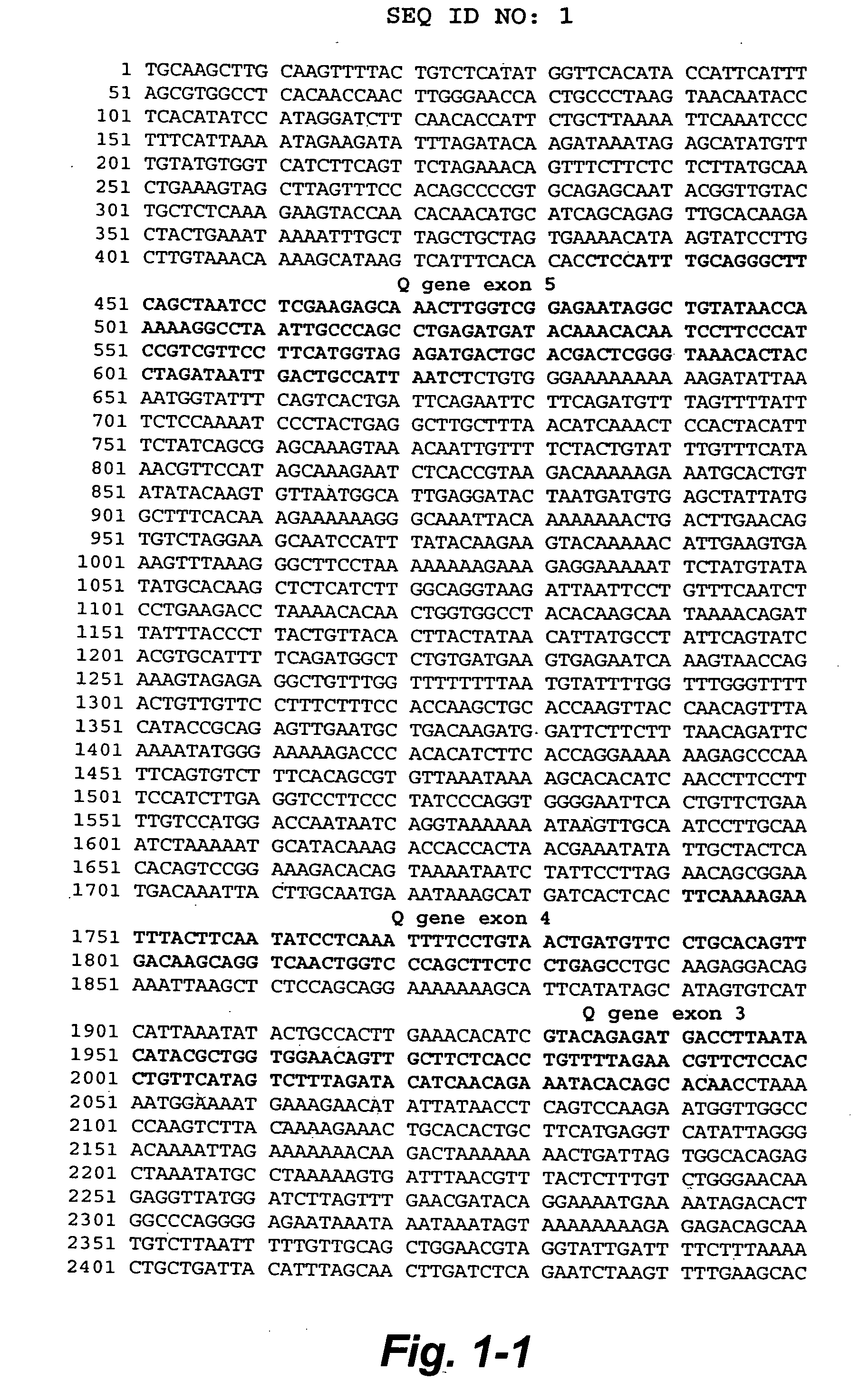 Avian transgenesis using an ovalbumin nucleotide sequence