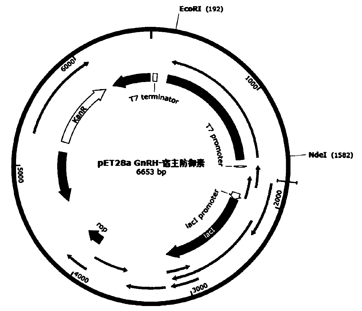 gnrh-defensin recombinant castration vaccine and its preparation