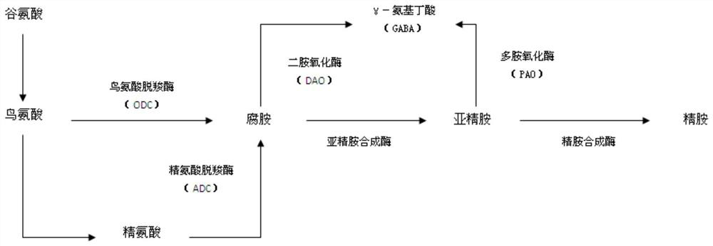 Composition, preparation and application for improving drought resistance of white clover