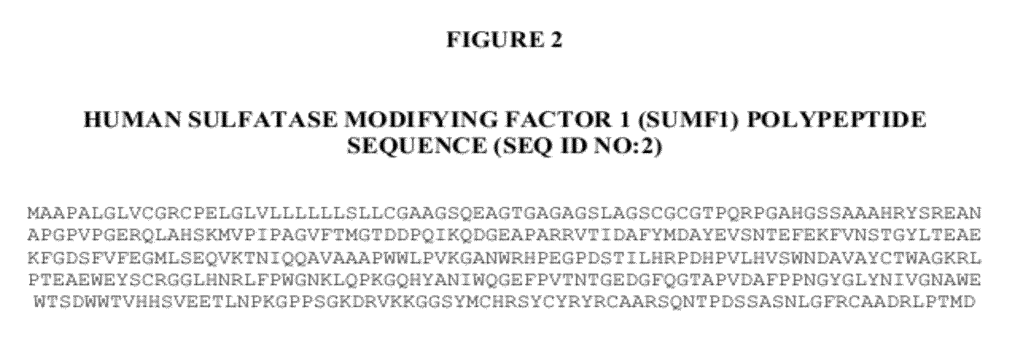 Manufacture of active highly phosphorylated human N-acetylgalactosamine-6-sulfatase and uses thereof