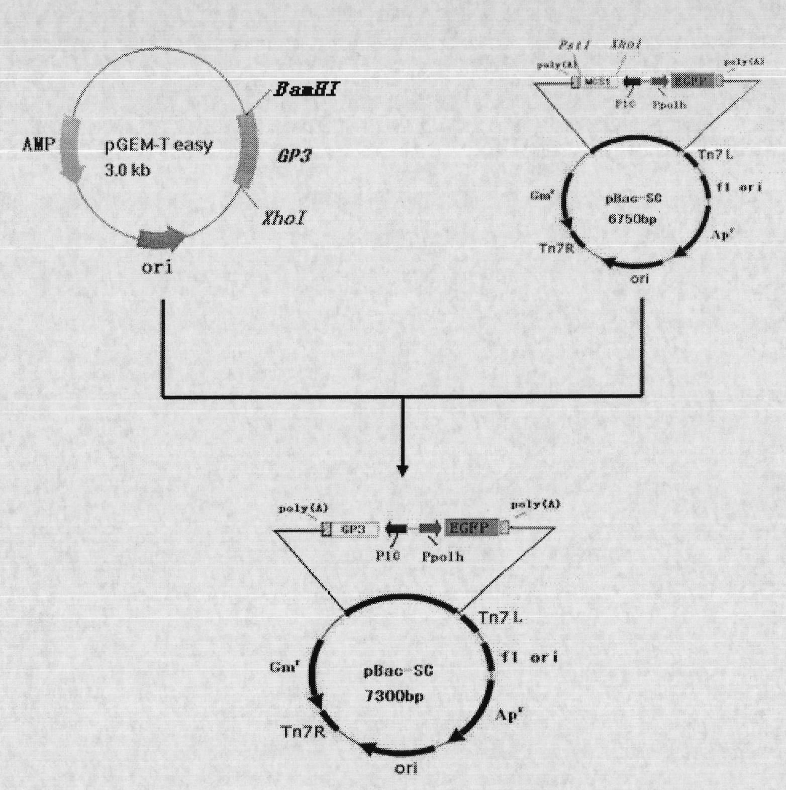 Recombinant baculovirus expressing Porcine Reproductive and Respiratory Syndrome Virus (PRRSV) immunogen gene and preparation method and application thereof