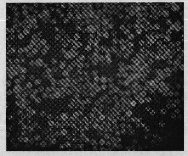 Recombinant baculovirus expressing Porcine Reproductive and Respiratory Syndrome Virus (PRRSV) immunogen gene and preparation method and application thereof