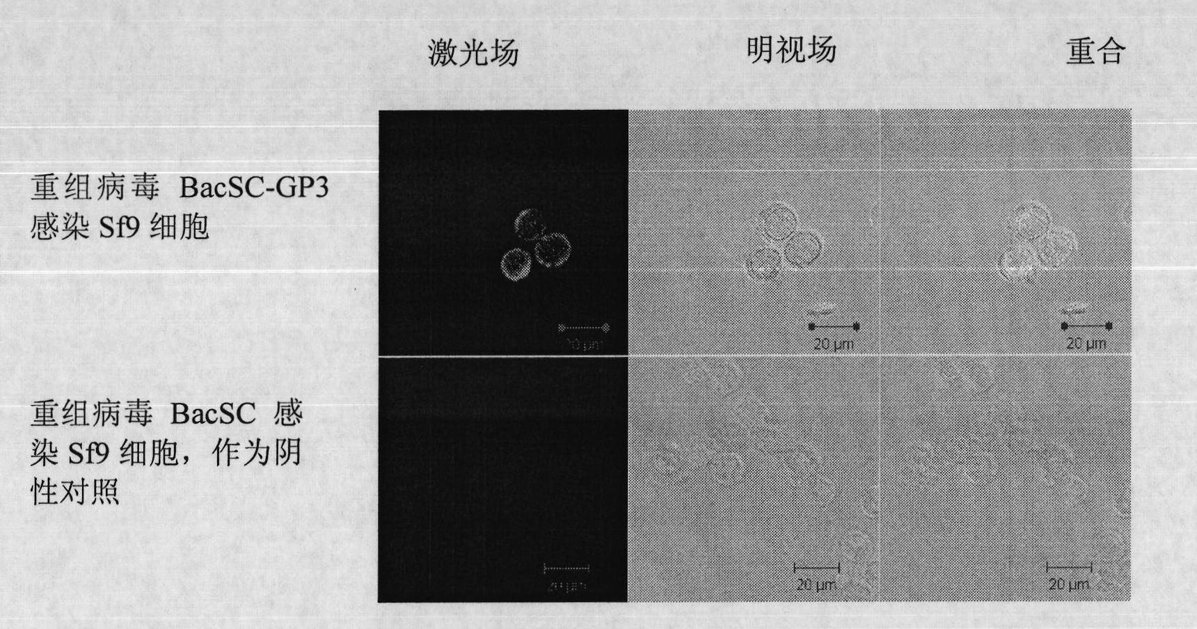 Recombinant baculovirus expressing Porcine Reproductive and Respiratory Syndrome Virus (PRRSV) immunogen gene and preparation method and application thereof