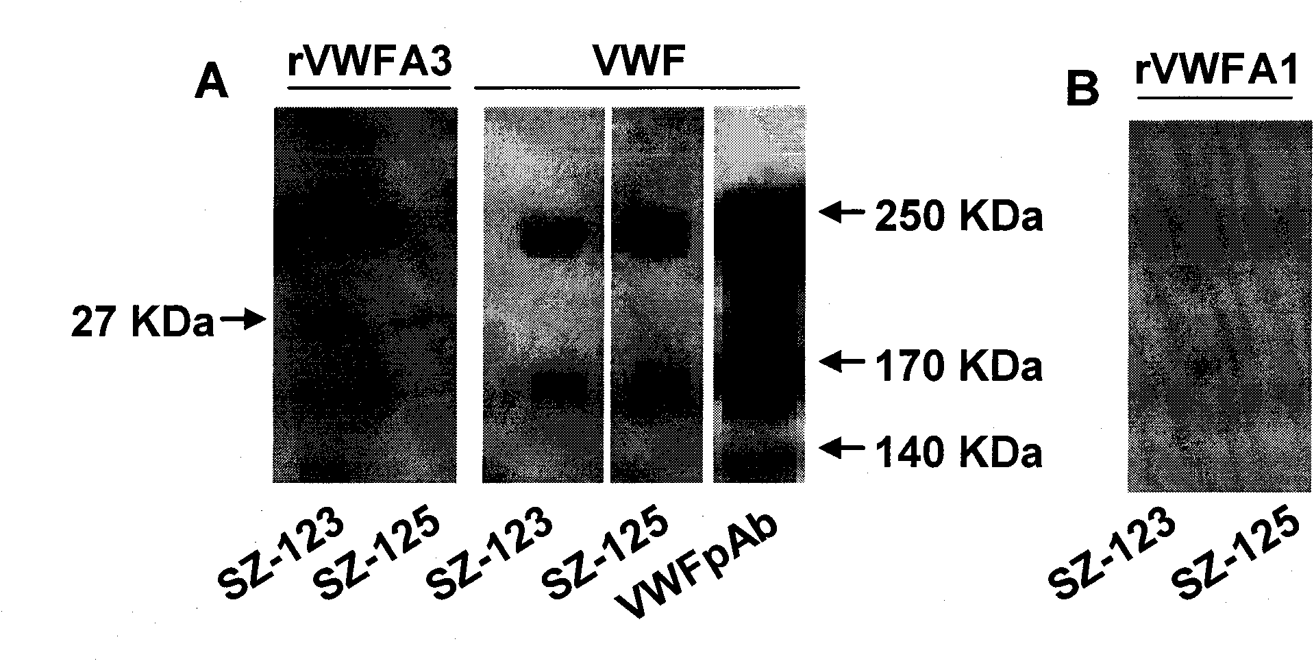 Bi-functional monoclonal antibody capable of anti-human von willbrand factor-A3