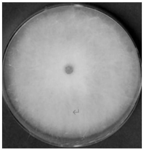 Bacillus velezensis and application thereof in degrading deoxynivalenol (DON)