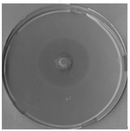 Bacillus velezensis and application thereof in degrading deoxynivalenol (DON)