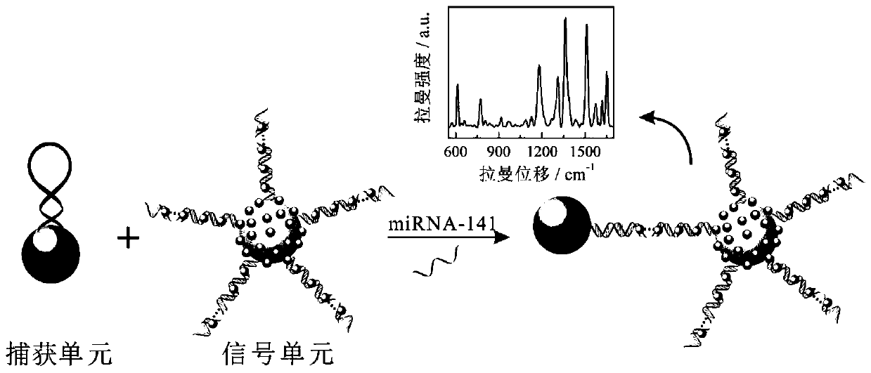 Preparation method and application of SERS biosensor for detecting tumor marker miRNA-141