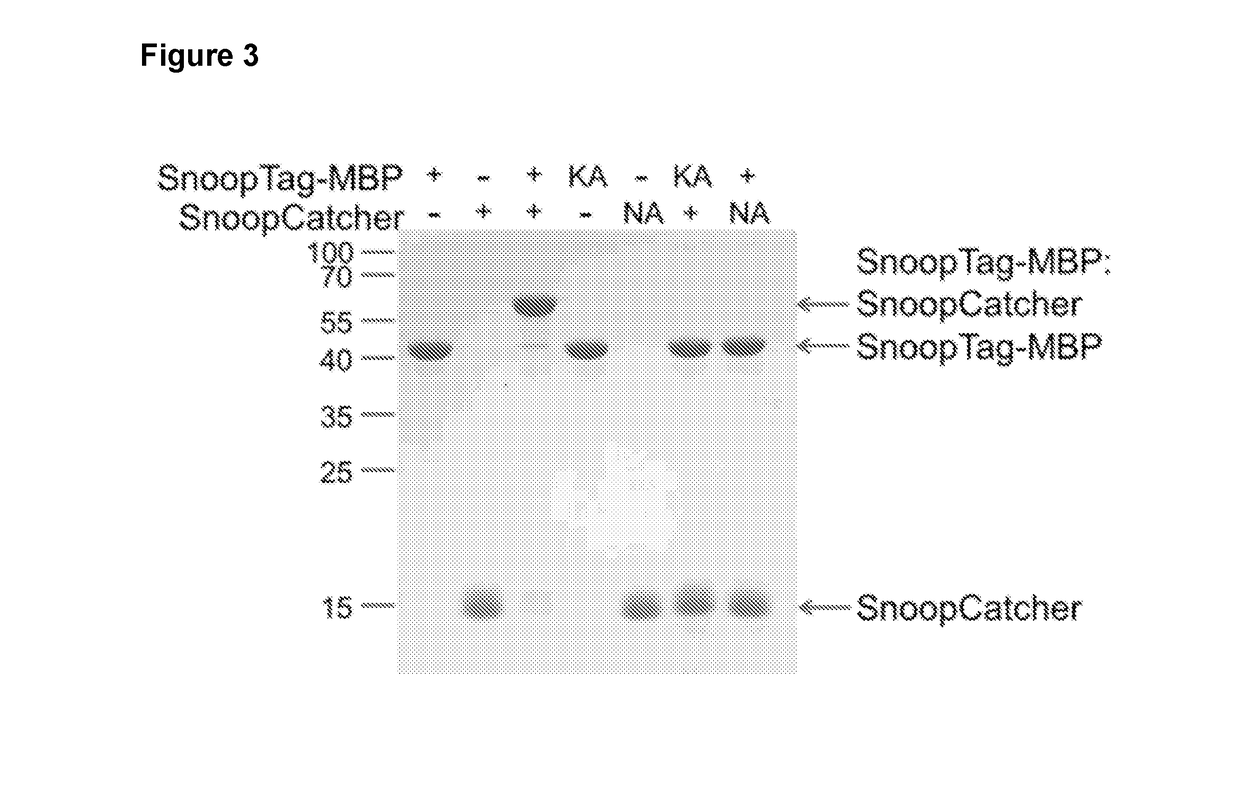 Methods and Products for Fusion Protein Synthesis