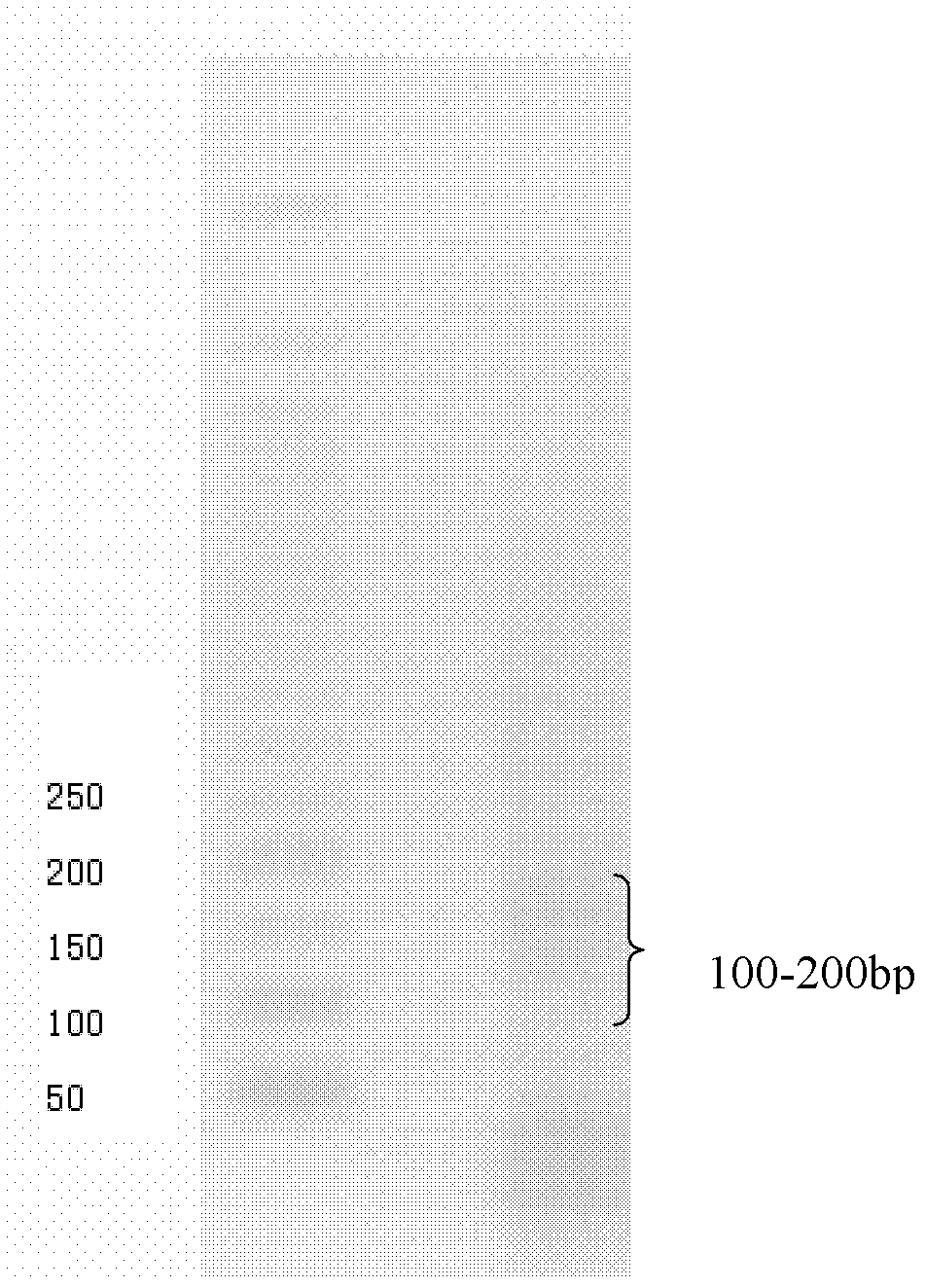 Primer combination for amplifying alpha chain CDR3 (complementary determining region 3) coding sequences of T cell receptor and use of primer combination