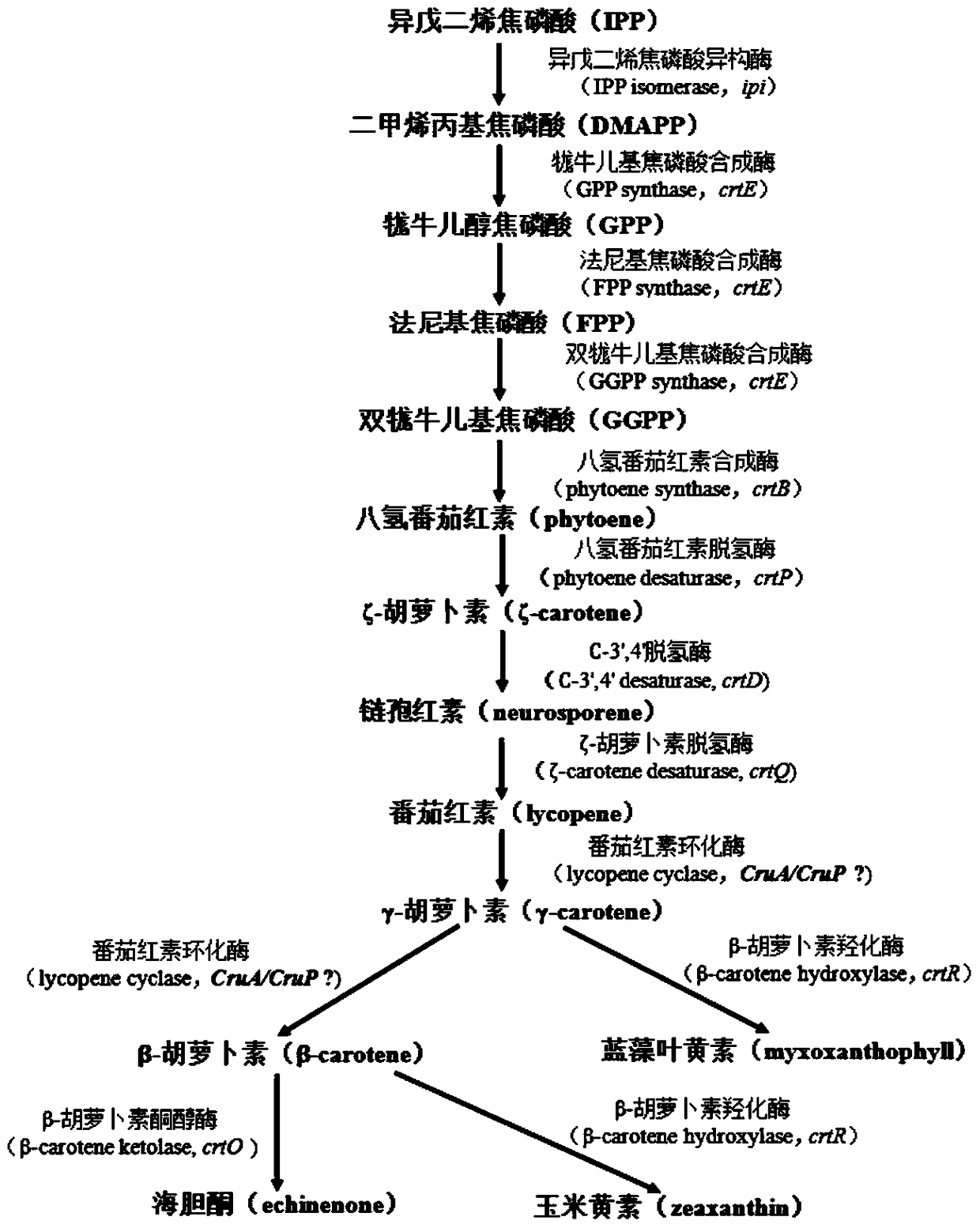 Application of a sll0659 gene in synthesizing Synechocystis carotenoids