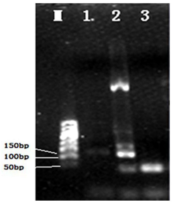 A specific primer, kit and identification method for identifying donkey-derived components