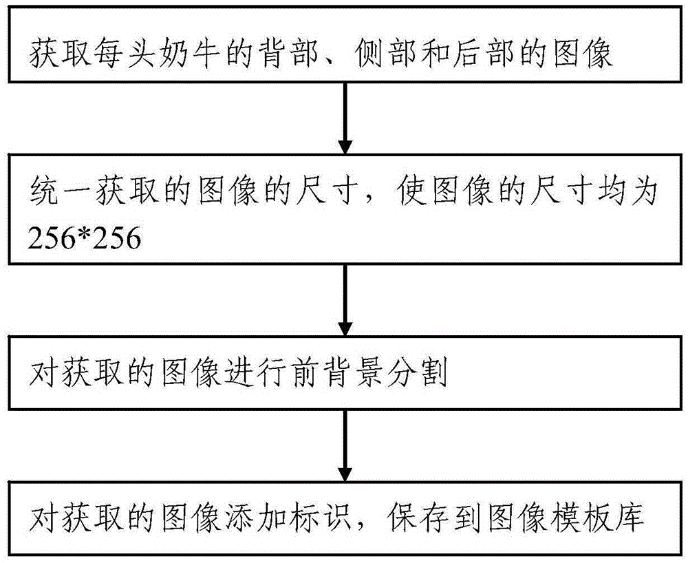 Dairy cow identification method and system