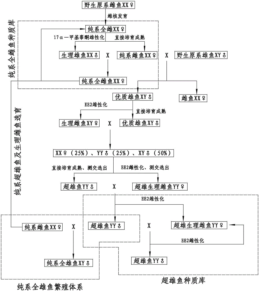 Method for breeding pure yellow catfish all-female fish and super-male fish and producing all-male fish in large scale