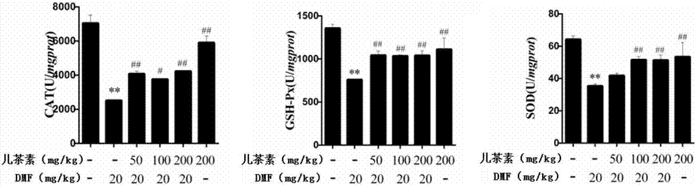 Application of catechin used for lowering liver damage caused by dimethylformamide