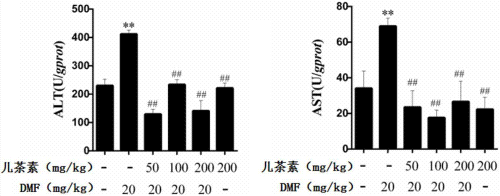 Application of catechin used for lowering liver damage caused by dimethylformamide