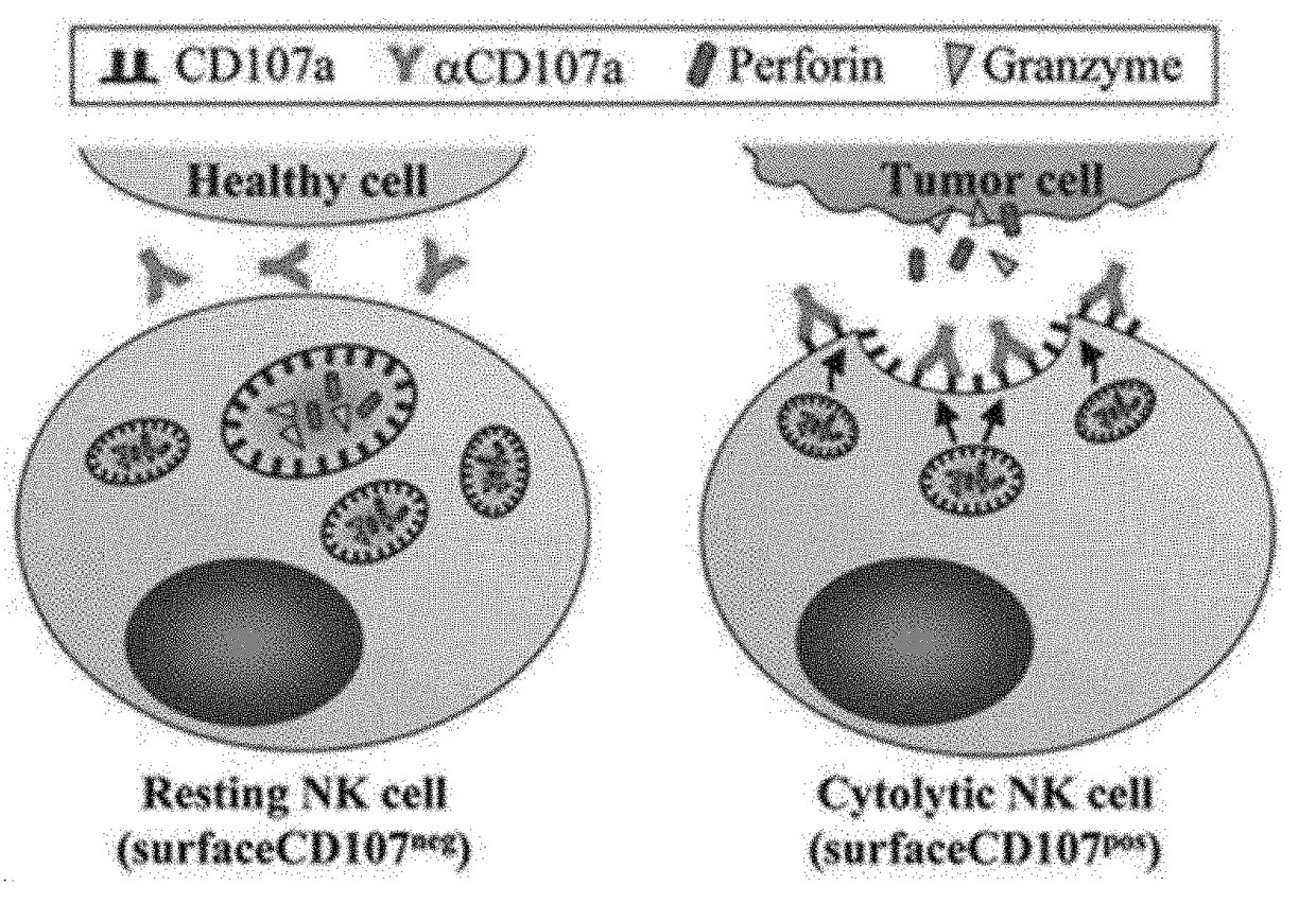 Composition for enhancing immunity including ginsenoside f1 as an active ingredient