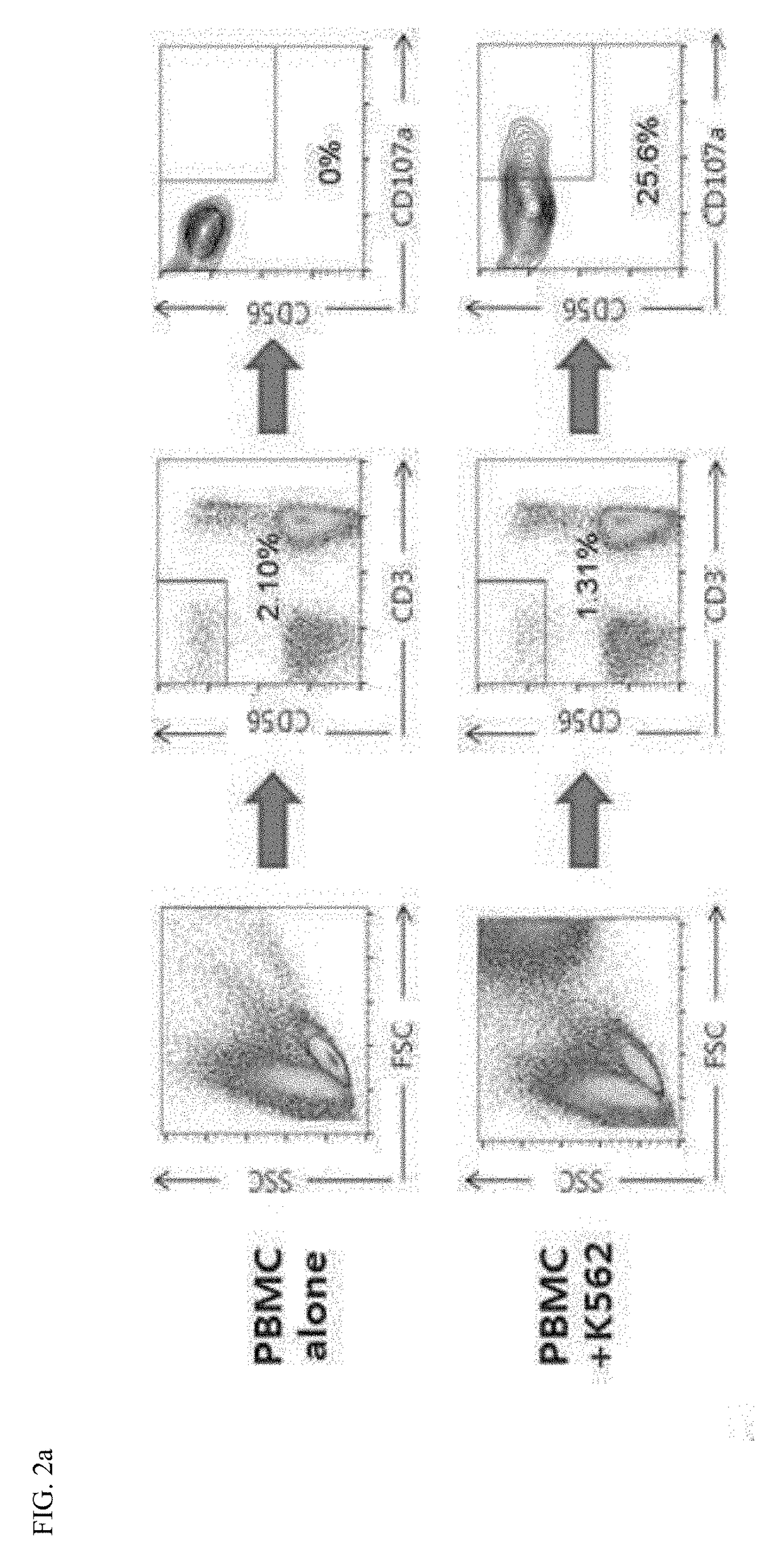 Composition for enhancing immunity including ginsenoside f1 as an active ingredient