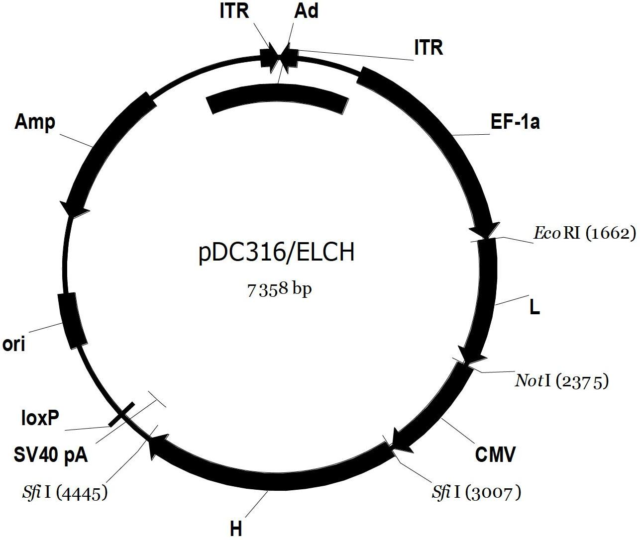 Recombinant adenovirus (rAdv) vector for expressing human antibody whole genome and method thereof