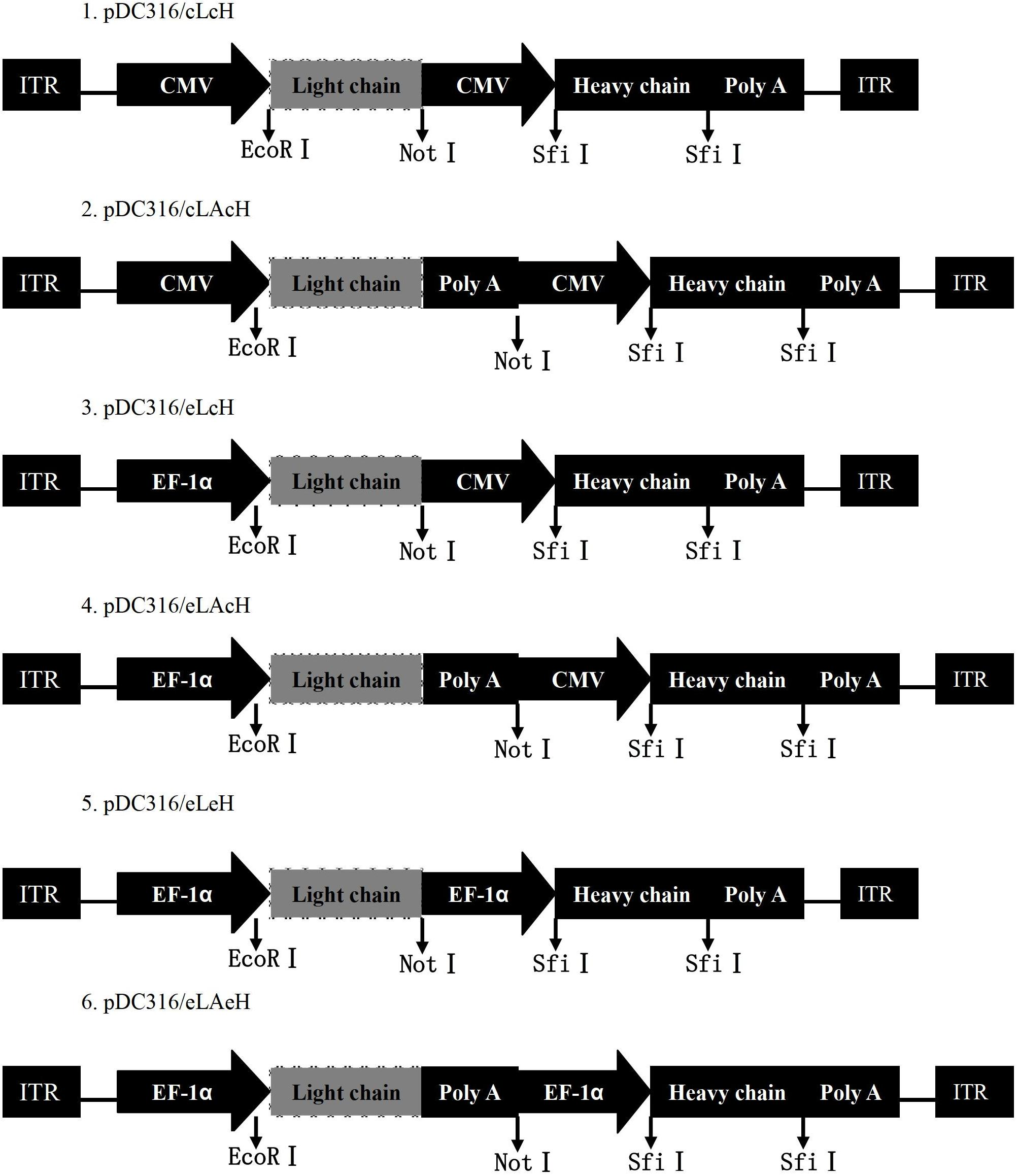 Recombinant adenovirus (rAdv) vector for expressing human antibody whole genome and method thereof